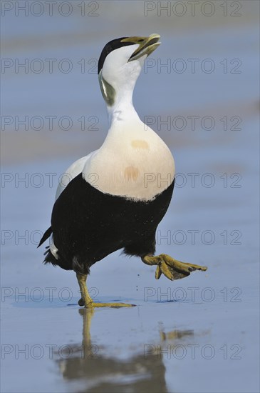 Common Eider (Somateria mollissima)