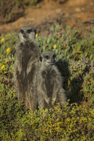 Two Meerkats (Suricata suricatta)