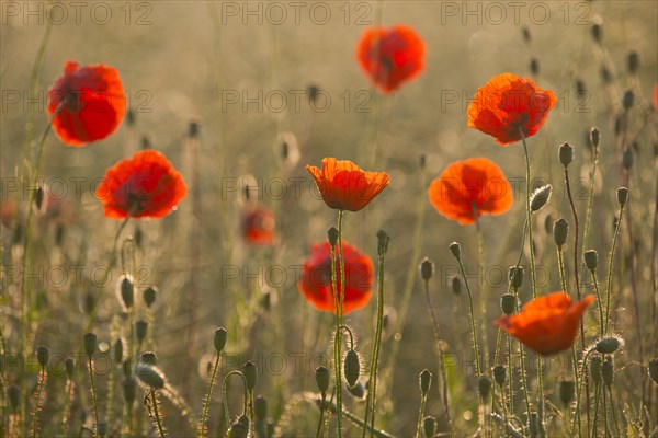 Corn Poppies (Papaver rhoeas)