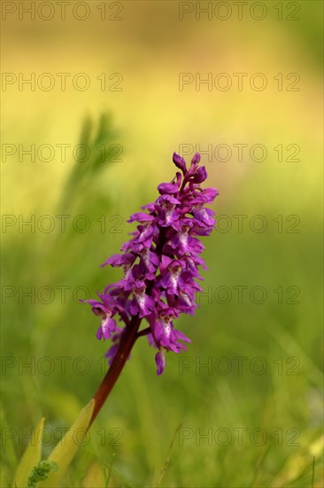 Green-winged orchid (Anacamptis morio)