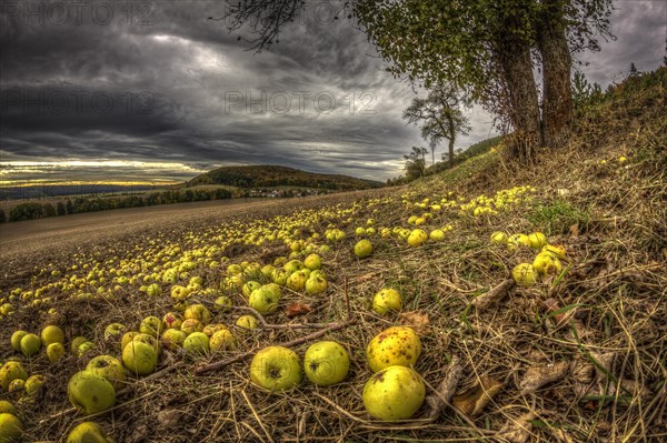 Fallen fruit in autumn