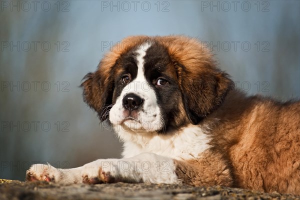 Saint Bernard puppy