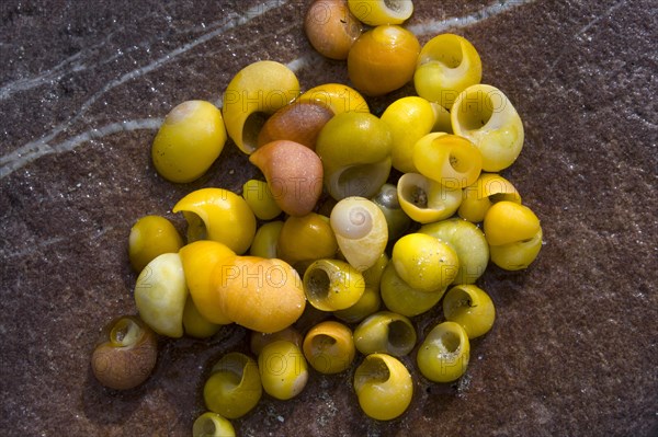 Smooth or Flat Periwinkle (Littorina obtusata)