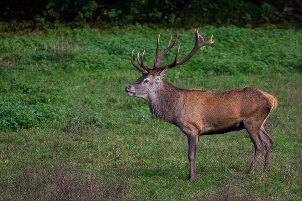 Stag (Cervus elaphus)