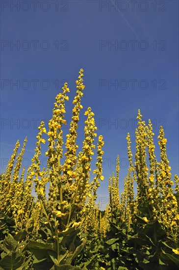 Denseflower mullein (Verbascum densiflorum)