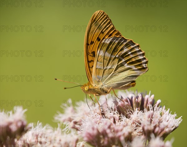 Silver-washed Fritillary (Argynnis paphia) sucking nectar