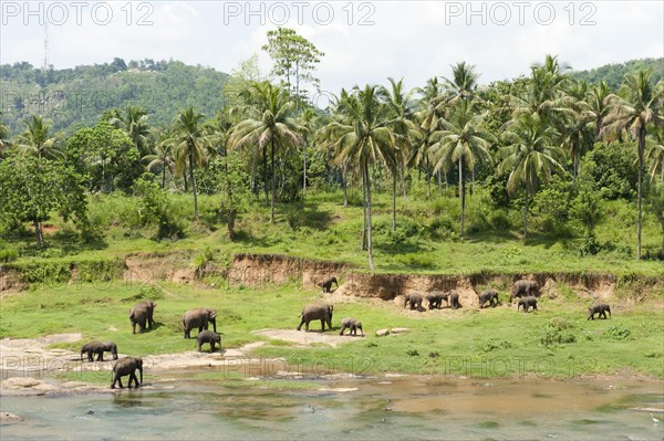 Group of Asian Elephants (Elephas maximus) by the river