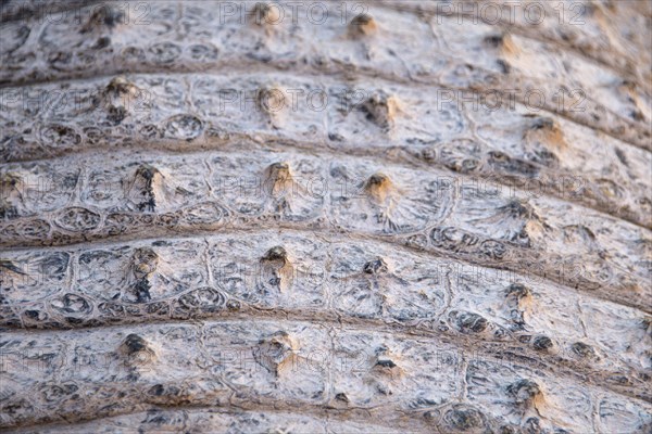 Skin of a Nile Crocodile (Crocodylus niloticus)