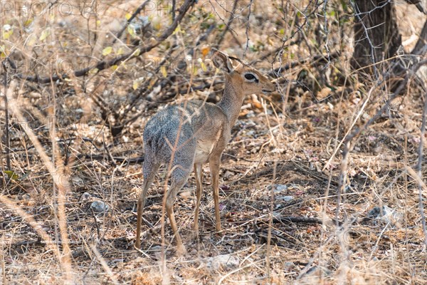 Kirk's Dik-dik (Madoqua kirkii) in the brush