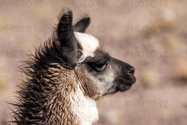 Llama (Lama glama)