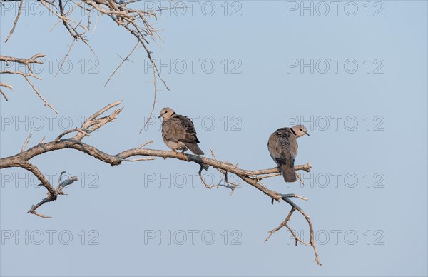 Ring-necked Doves (Streptopelia capicola) perched on a dry branch