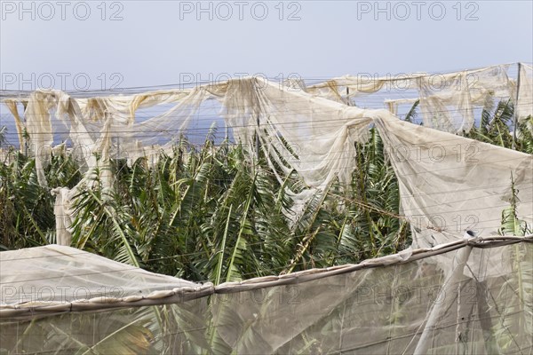 Banana plantations shredded by wind in Puerto Naos