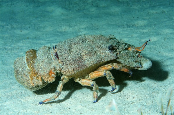 Mediterranean Slipper Lobster (Scyllarides latus)