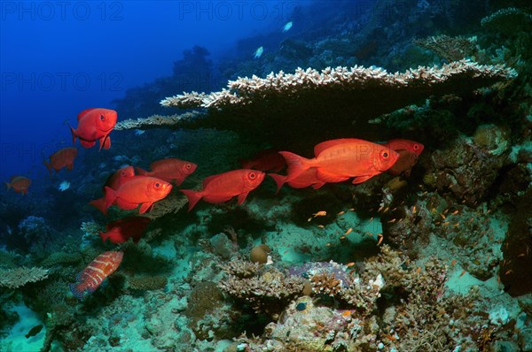 Lunar-tailed Bigeye or Moontail Bullseye (Priacanthus hamrur)