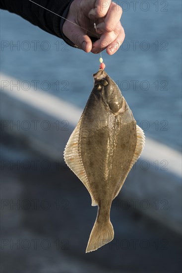 Fisherman holding a hooked flounder or plaice on a fishing line