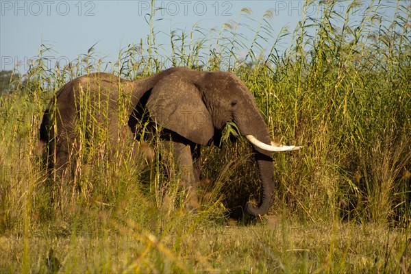 African Elephant (Loxodonta africana) feeding on high reeds on the river banks of the Zambezi