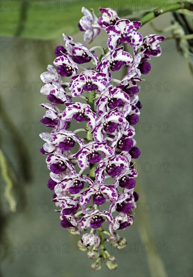 Giant Rhynchostylis orchid (Rhynchostylis gigantea)