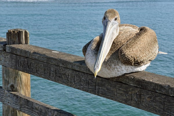 Brown Pelican (Pelecanus occidentalis)