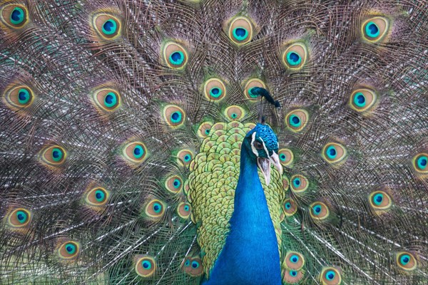 Indian Peafowl or Blue Peafowl (Pavo cristatus)