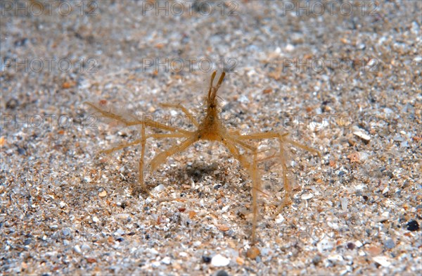 Common Spider Crab (Macropodia rostrata)