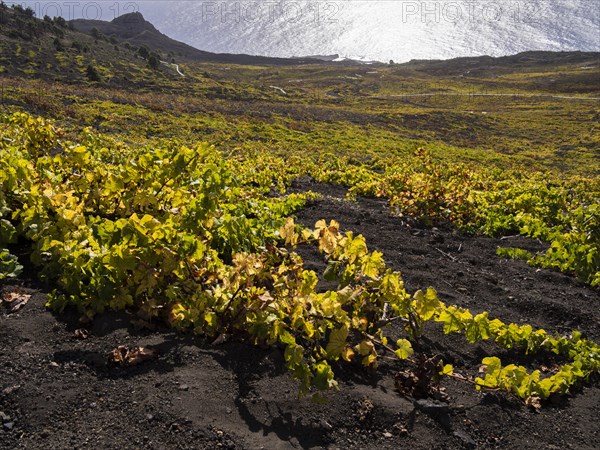 Flat-growing grapevines growing on black lava soil