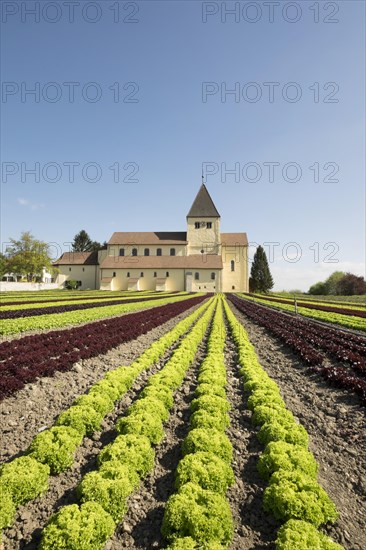 Lettuce field