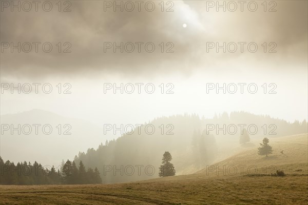 Landscape in the mist