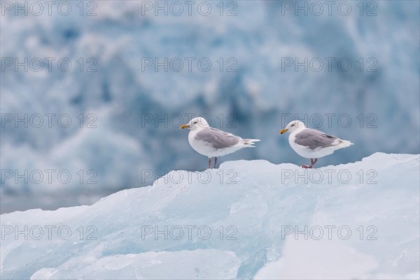 Glaucous Gulls (Larus hyperboreus) standing on an iceberg