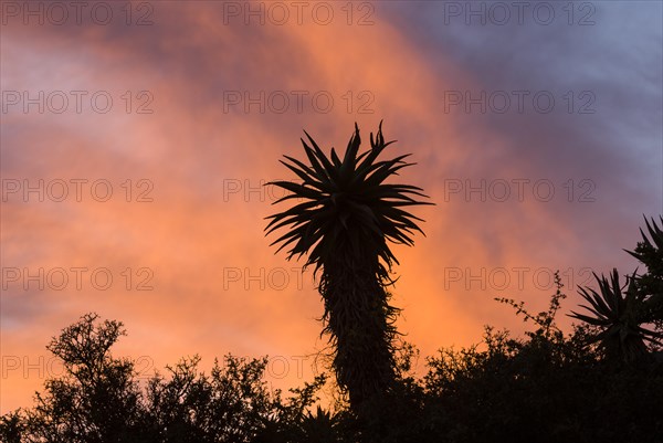 Cape Aloe (Aloe ferox) at sunset