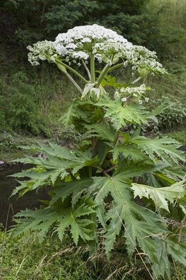 Giant hogweed (Heracleum mantegazzianum)