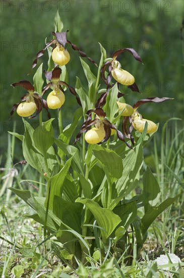 Lady's Slipper (Cypripedium calceolus)