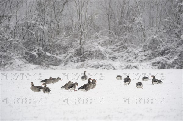 Greylag geese (Anser anser) in the snow