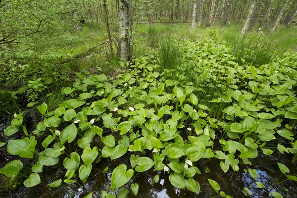 Bog Arum (Calla palustris)