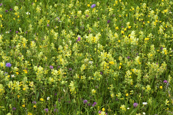 European Yellow Rattle (Rhinanthus alectorolophus) on a flowering spring meadow