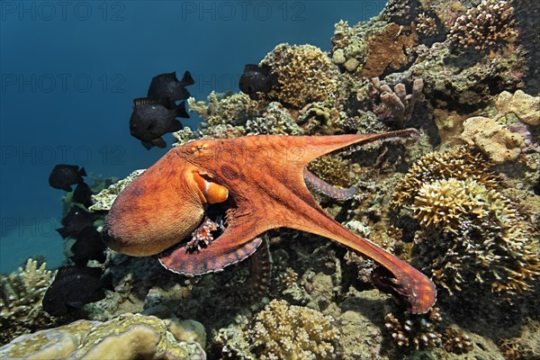 Common Octopus (Octopus vulgaris)