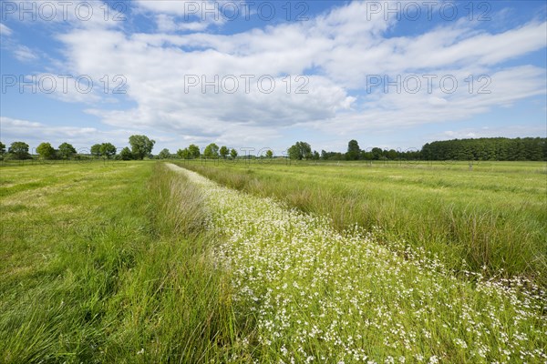 Water Violets or Featherfoil (Hottonia palustris) flowering in a ditch