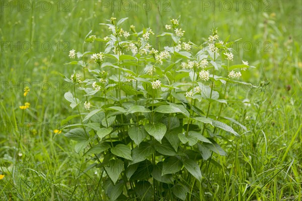 Swallow-wort (Vincetoxicum hirundinaria)