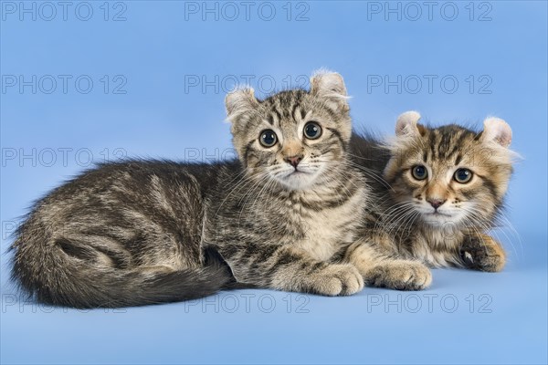 Two breedscats American Curl (Felis silvestris catus)