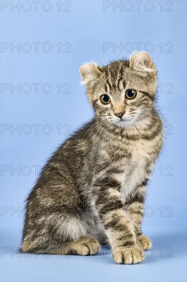 Breedcat American Curl (Felis silvestris catus)