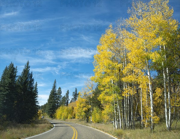 Highway 12 through autumnal aspen forest