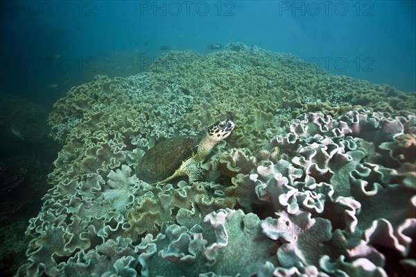 Green Sea Turtle (Chelonia mydas)