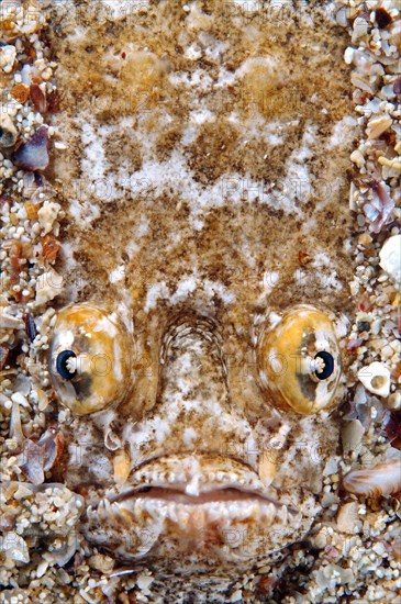 Atlantic Stargazer (Uranoscopus scaber)