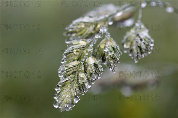 Dew drops on Cock's-foot grass (Dactylis glomerata)