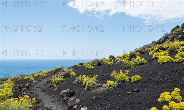 Hiking trail through a lava landscape