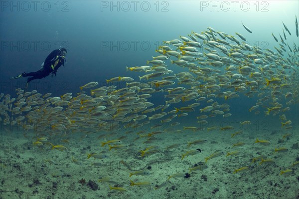 Scuba diver with a school of Yellowtail Snapper (Ocyurus chrysurus)