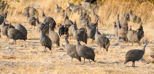 Helmeted Guineafowl (Numida meleagris)