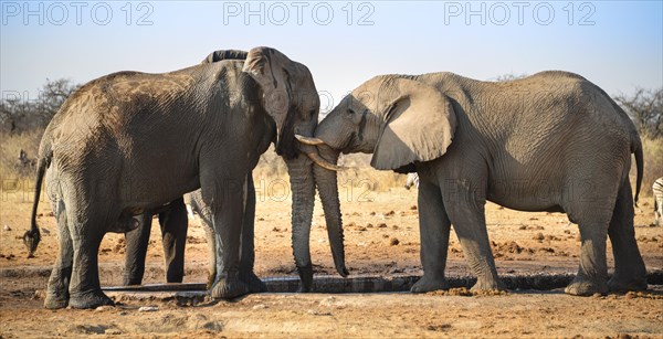 Two elephants playfully fighting