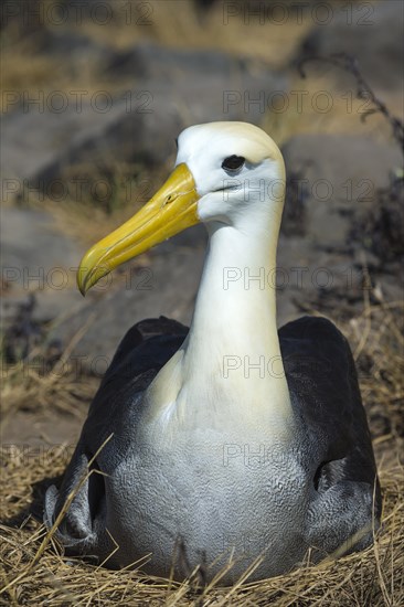 Waved Albatross (Phoebastria irrorata)