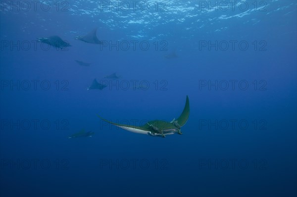 Sicklefin Devil Rays or Box Rays (Mobula tarapacana)