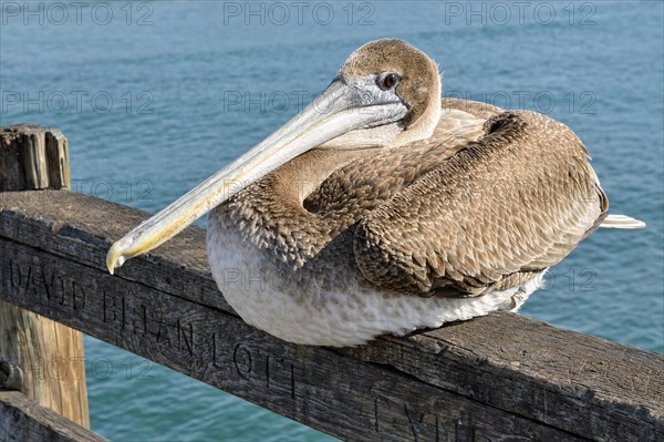 Brown Pelican (Pelecanus occidentalis)